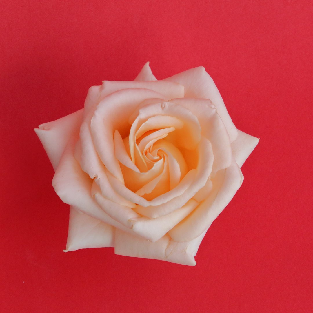 Rose Clay Soap